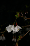 Prunus incisa 'Kojo-no-mai' RCP3-10 139.jpg